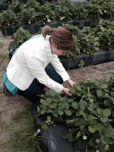 Nicole Lane, senior in agricultural communications and journalism, learns more about Florida’s strawberry industry while visiting a large strawberry farm.