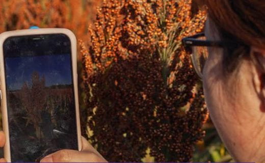 photo of person taking photo of crop