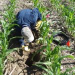 Researcher installs soil sensors below crops