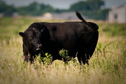 cow grazing in field