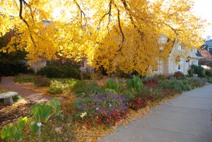 November in the KSU Gardens
