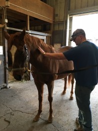 Equine therapy at retreat