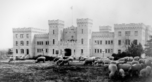 Historic picture showing sheep grazing on  Nichols lawn