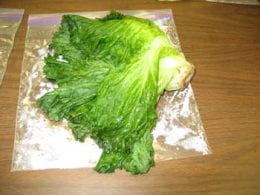 frozen lettuce