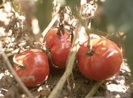 fall tomatoes on vine