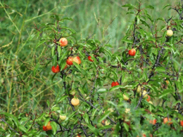 Sandhill plum one step closer to Kansas state fruit after students' bill  passes House - Kansas Reflector